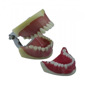 SURGICAL MODEL WITH CYST AND IMPACTED TOOTH